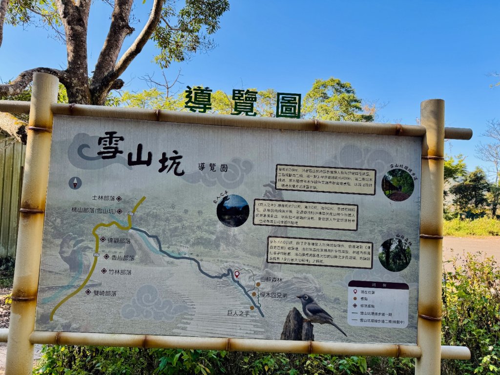 雪山坑登山步道尋巨人_2978232