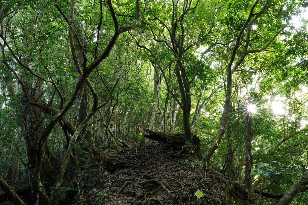 新竹 五峰 油羅山、霞山_2798242