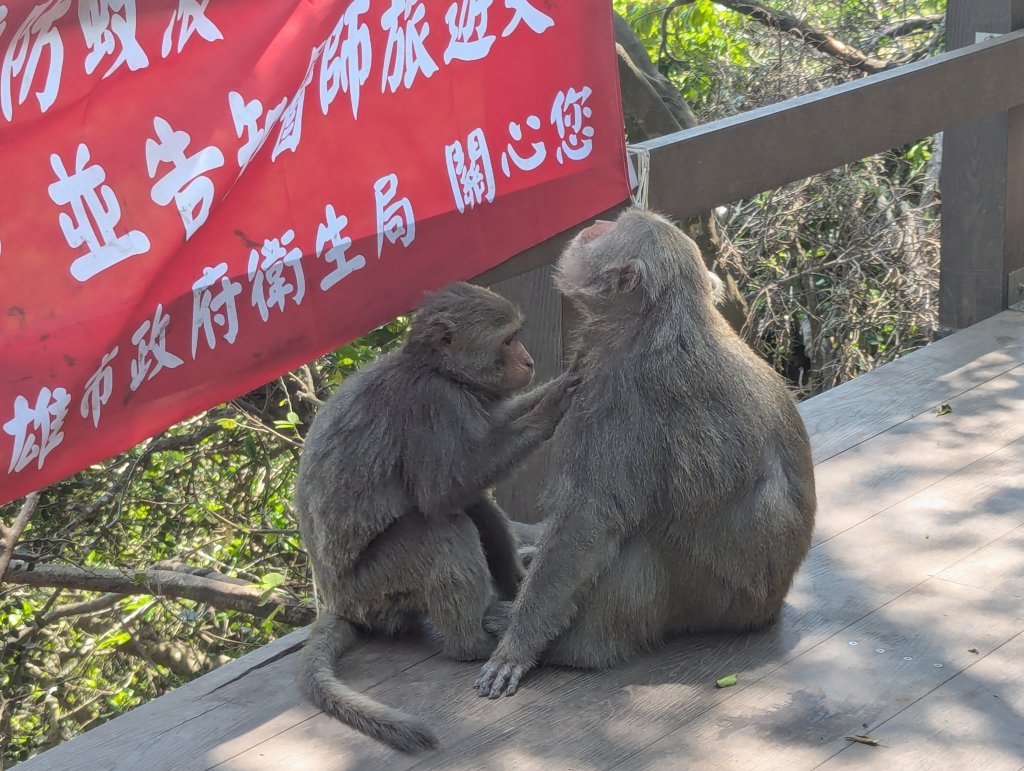 2025.03.25－壽山健走_2746394