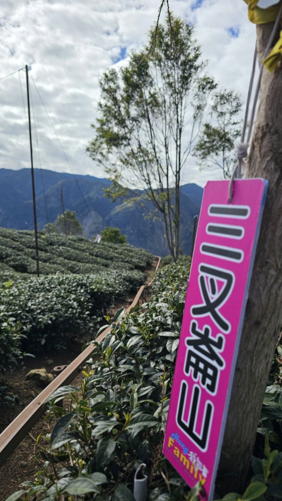241222-O繞第二座溪頭六連峰(羊頭崙山⮕水桶寮山⮕內樹皮山⮕三叉崙山⮕龍鳳峽山⮕龍鳳山)。美美_2679338