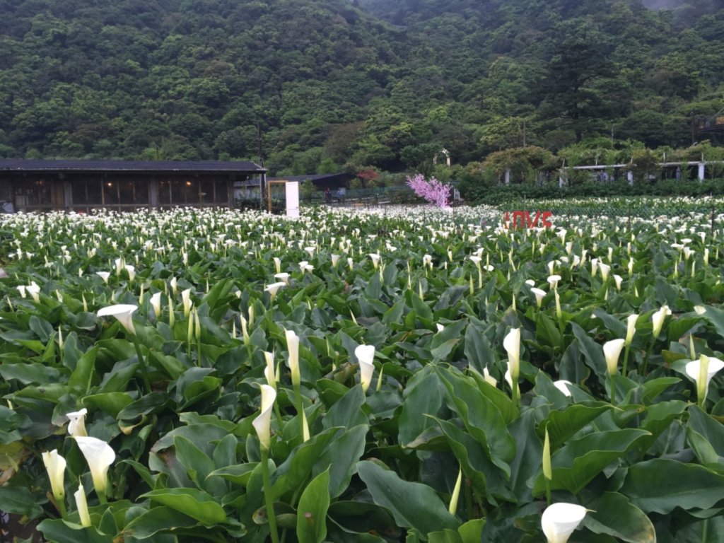 頂湖海芋_910747