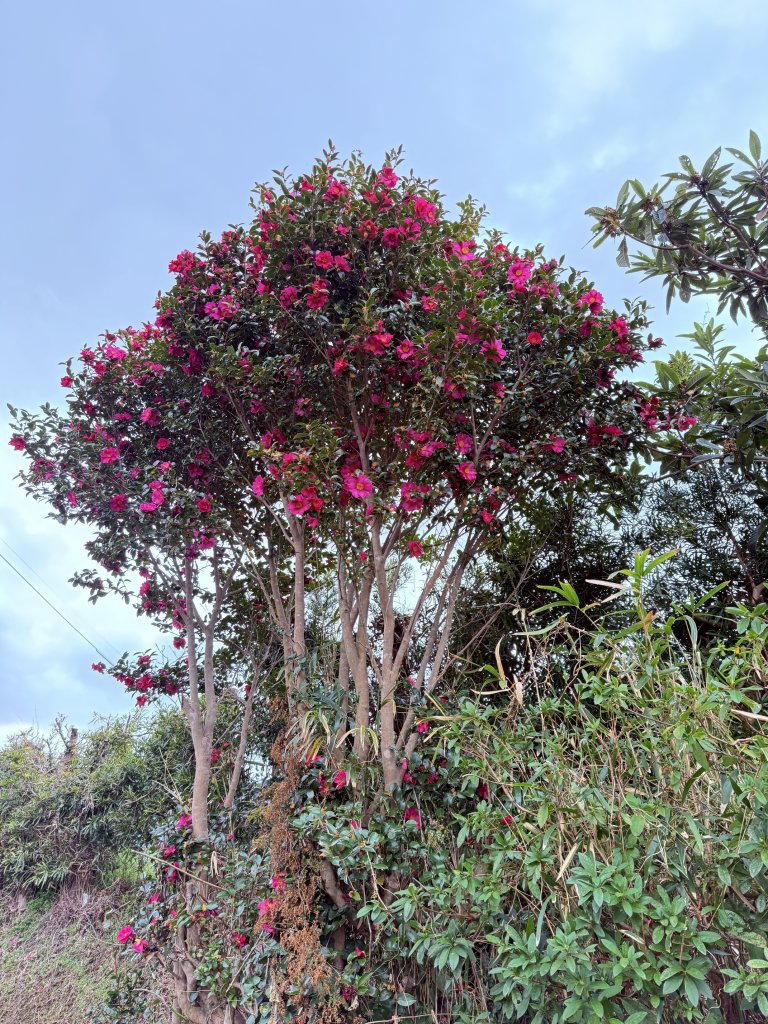 熊野古道中邊路D1 紀伊田邊、潮見峠O繞 2025.3.16_2744377