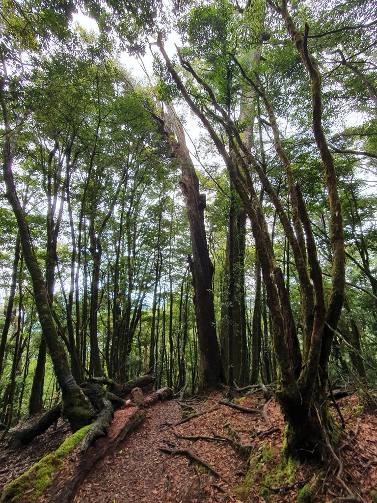 【台中大雪山】稍來山步道_1515462