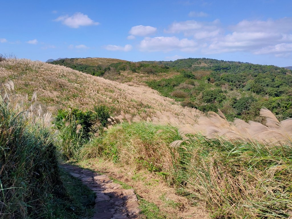 ［擎天崗環形步道］［頂山石梯嶺步道］_2357876
