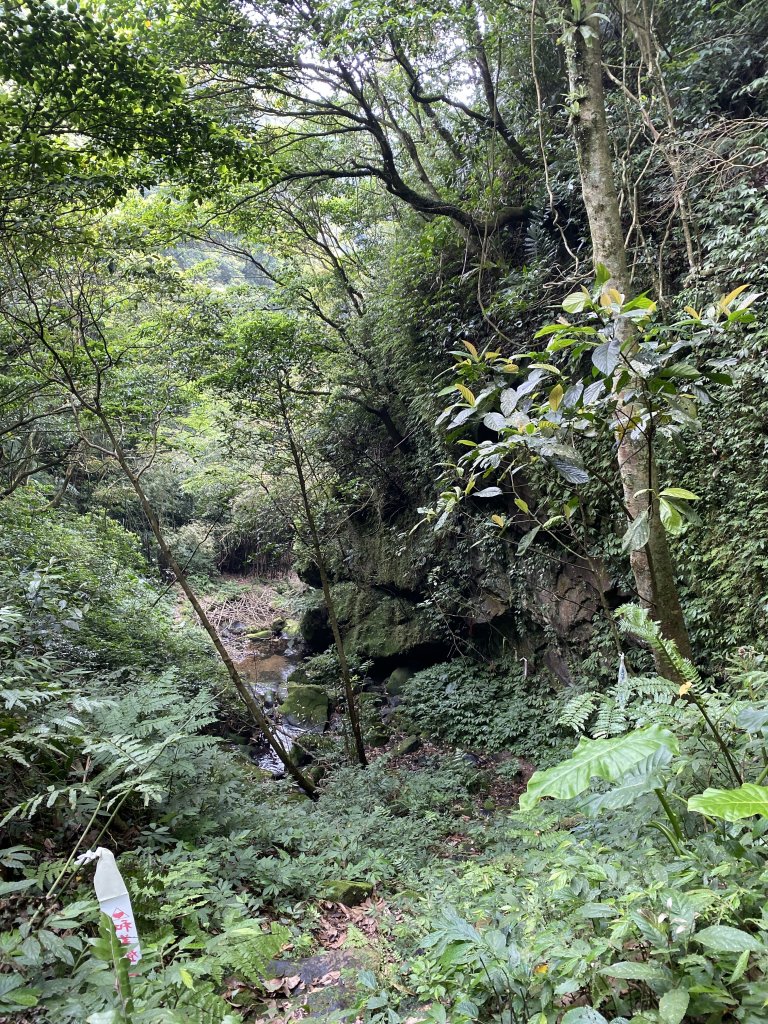 20200418 白雞山 紫微環山步道_923858