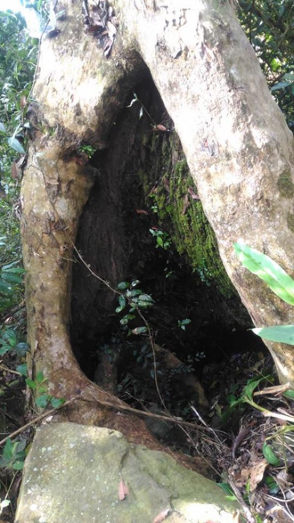 三腳南山〈H1187M〉（小百岳）_294419