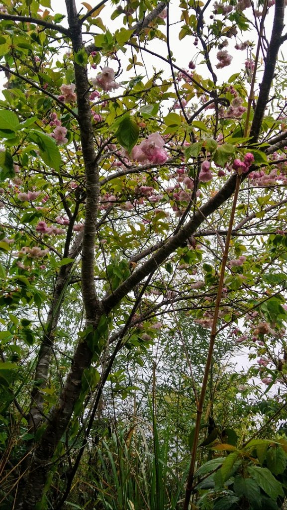 屯野生台山、石麻達山_918015