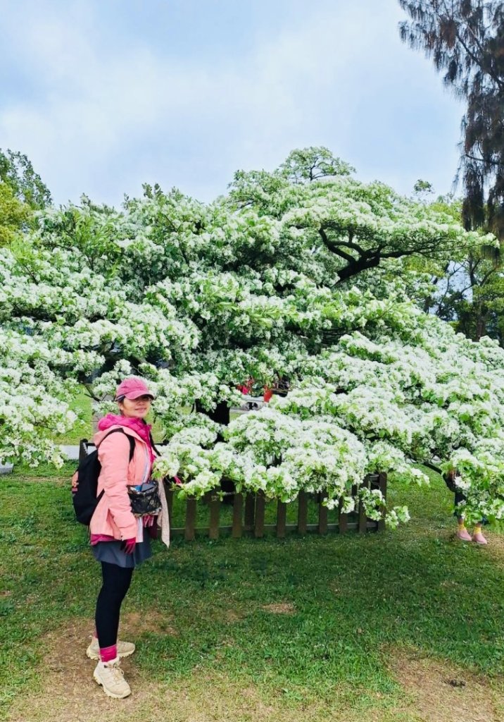 如夢似幻的四月雪-龍潭石管局-流蘇花盛開中_2748617