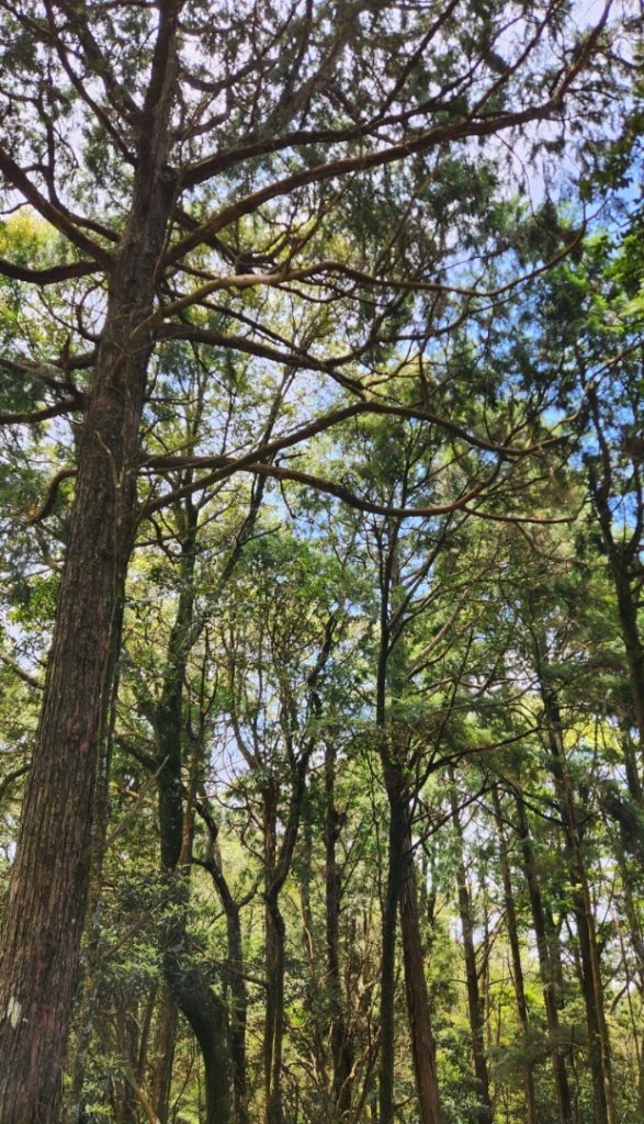 【中級山縱走】最美中級山，鳶嘴西稜縱走（鳶嘴山，醜崠山，長壽山）_2741417