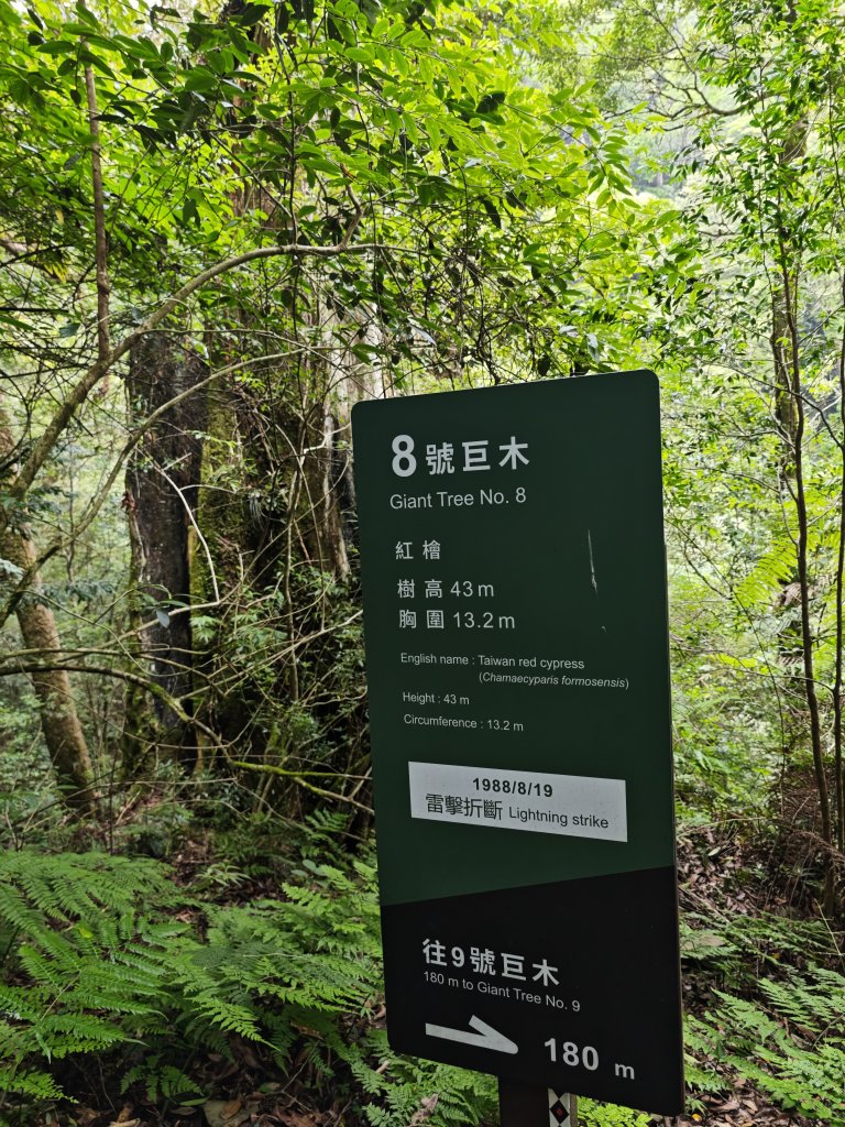 2025_0713 拉拉山神木群步道_2837423