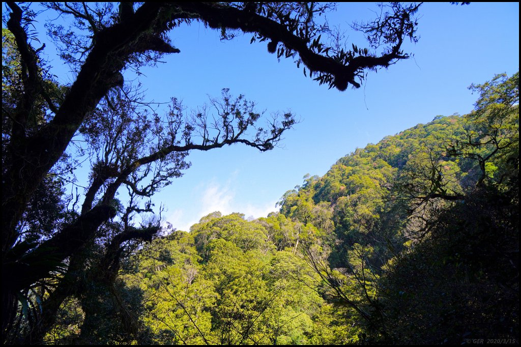 全台最大的紅檜森林 ~ 拉拉山巨木群_885521