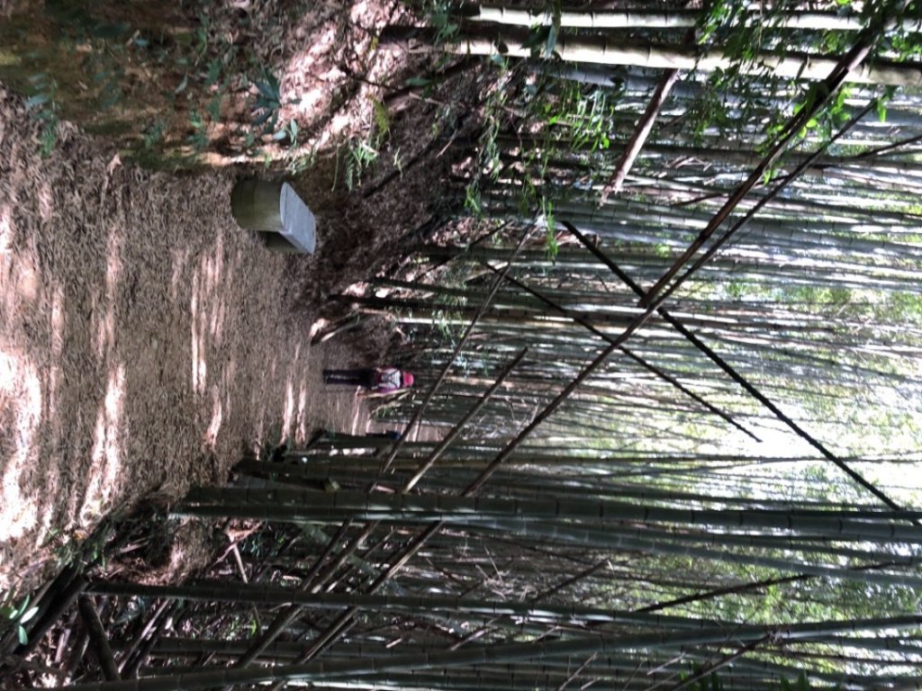 草嶺之旅（賞櫻、桃、李花）_1278209