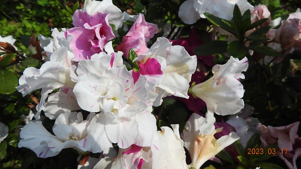 追花是簡單的快樂，賞花是恬淡的幸福。3/17_2073441