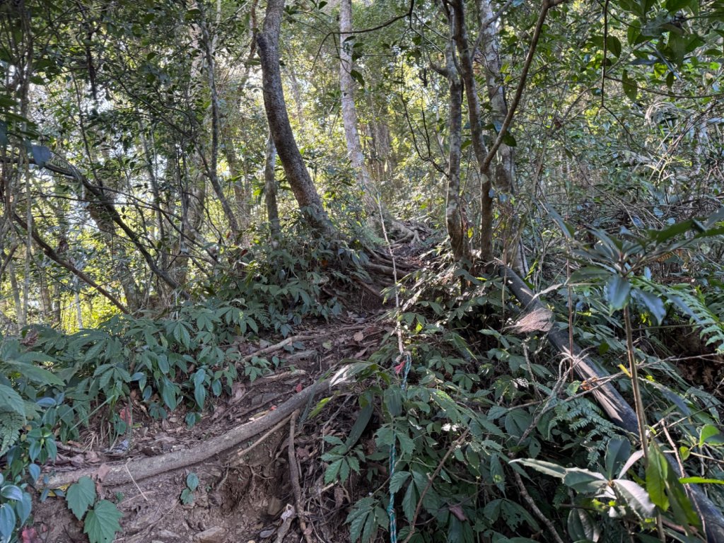 高雄市桃源區小百岳NO.68藤枝山(2-1664)，藤枝林道寶山巷17.1K反光鏡登山口_2357550