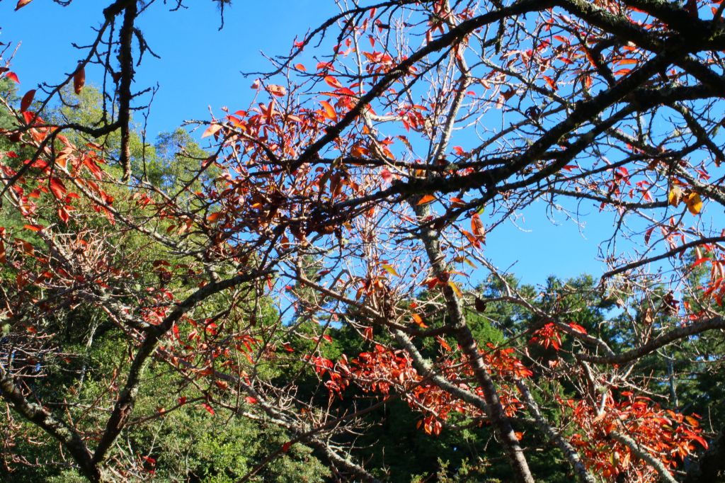 阿里山的楓紅_202725