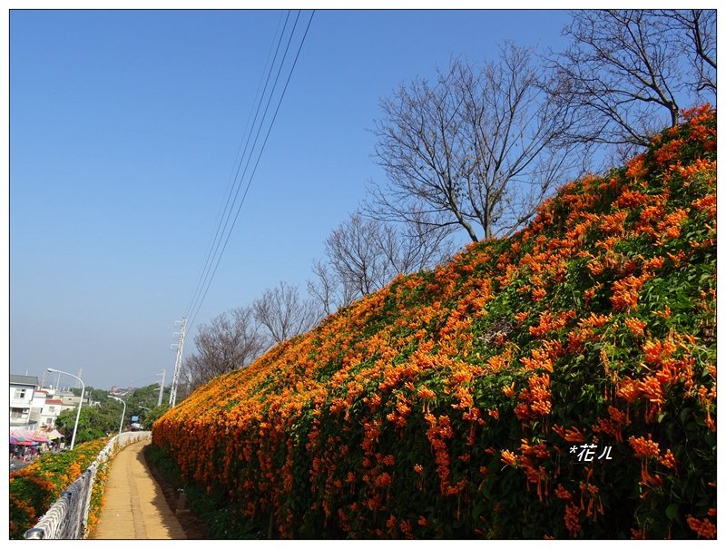 銅鑼炮仗花海公園_807117