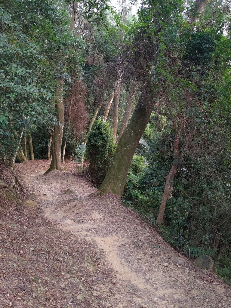 【新竹縣峨嵋鄉】藤坪步道_2833237