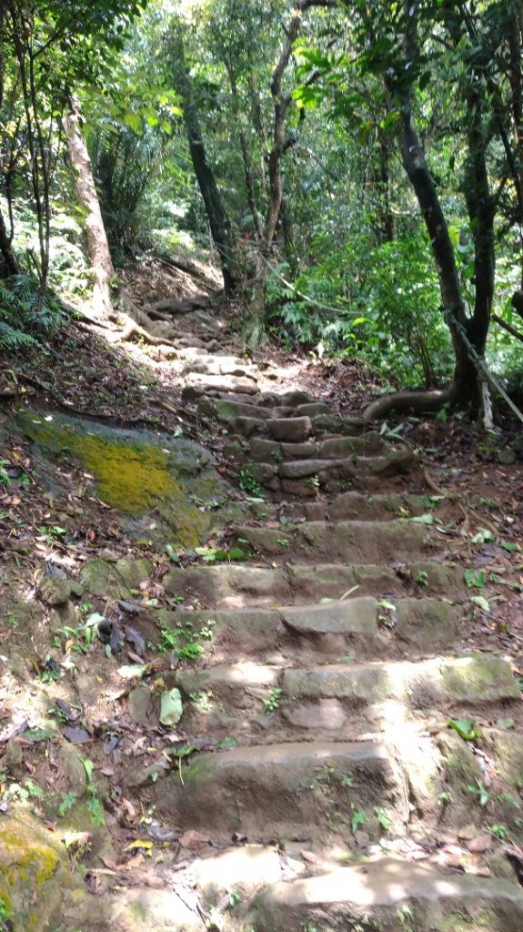 土城桐花公園→天上山_569281