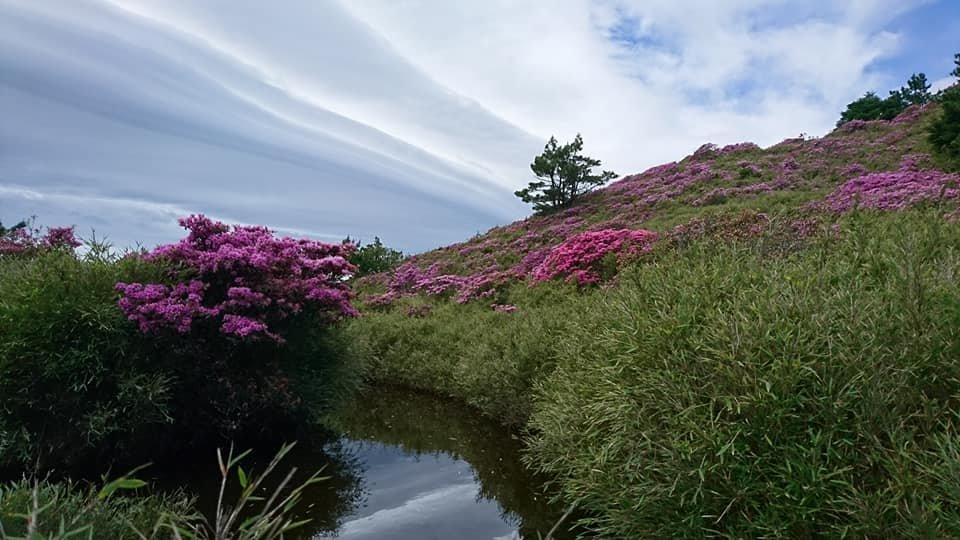 合歡山北峰 紅毛杜鵑封面圖