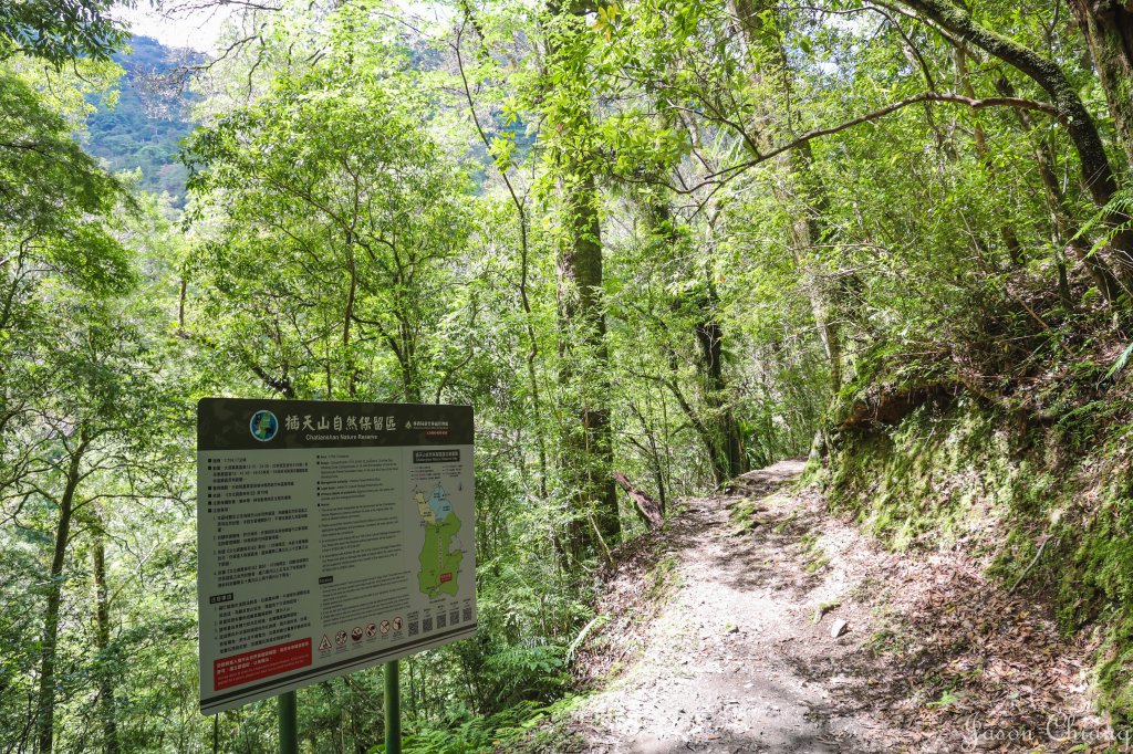 [桃園]拉拉山神木步道_1729666