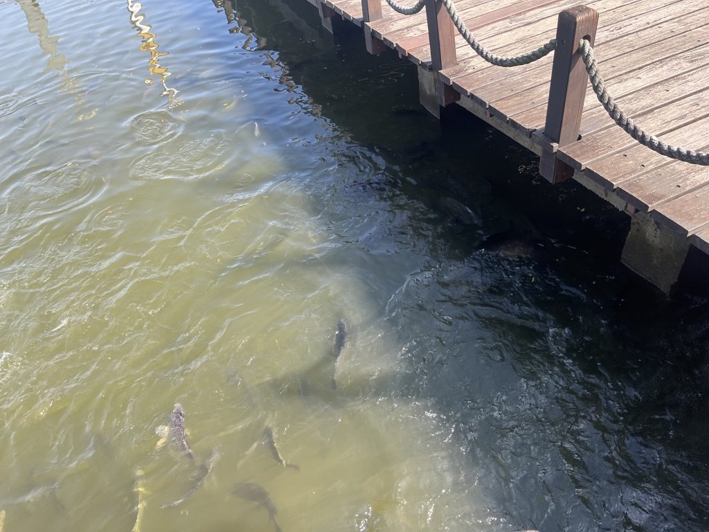 [全臺走路趣尋寶-42/100] 2024_0915_臺南都會公園(奇美博物館)_2597069