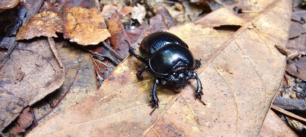 2025/09/20_鵝公髻山步道_2892247