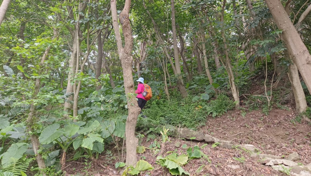(姨婆趴趴走)第五十集:新北樹林大同山、青龍嶺、大棟山諸峰連走_2751531