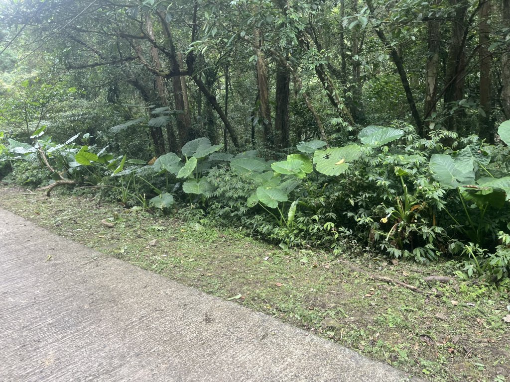 [淡蘭古道] 2024_0622 中路第四段-北勢溪古道_2533933