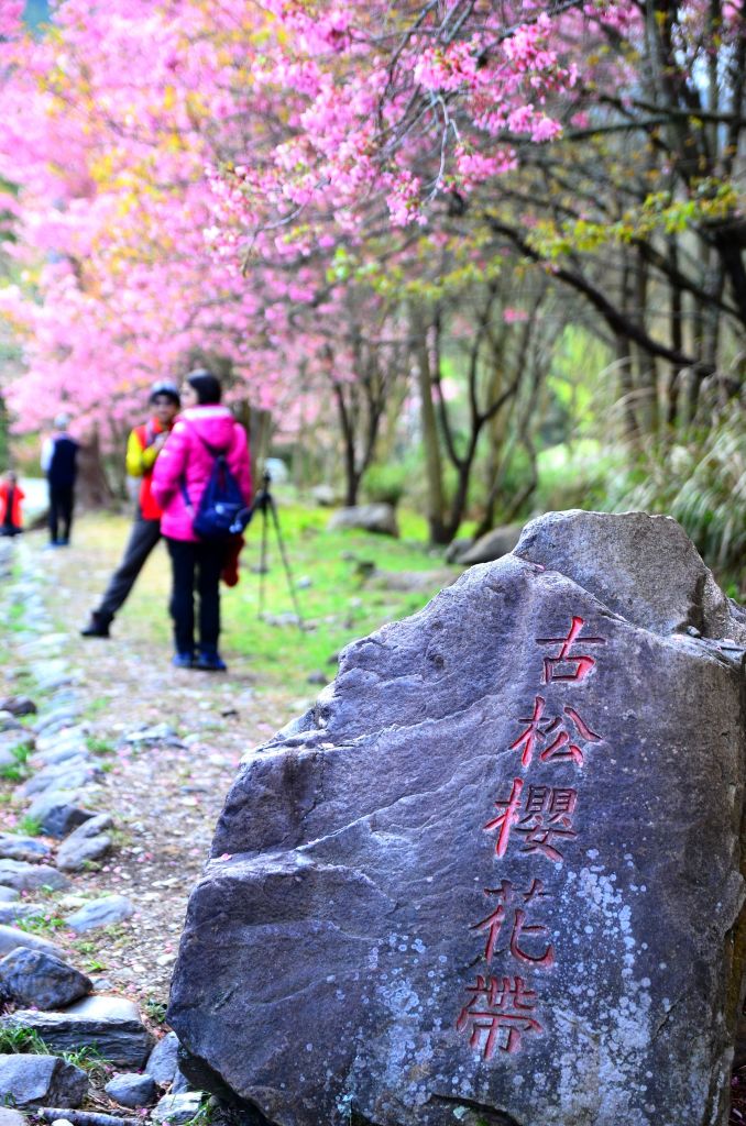 追櫻之旅..武陵農場_276174