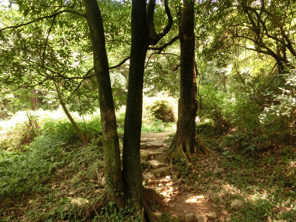 冷擎步道．日人路．魚路古道_94249