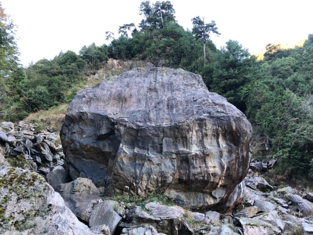 雪山西稜+大安溪神木_553230