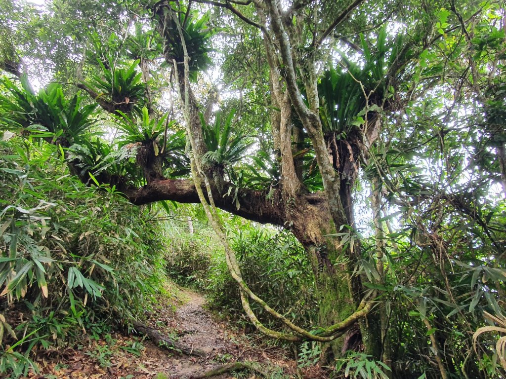 竹子尖山（小百岳）_1104743