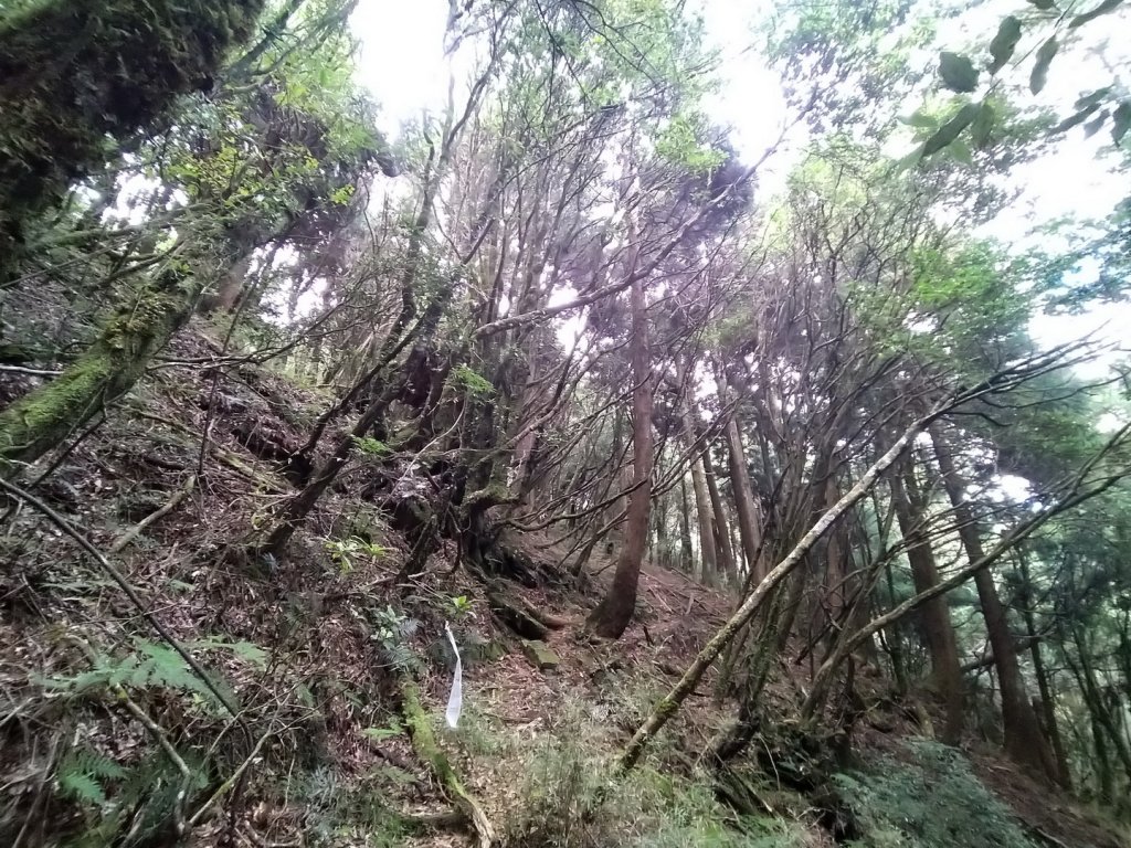 嘉義 阿里山 兒玉山、東水山、北霞山_1486718