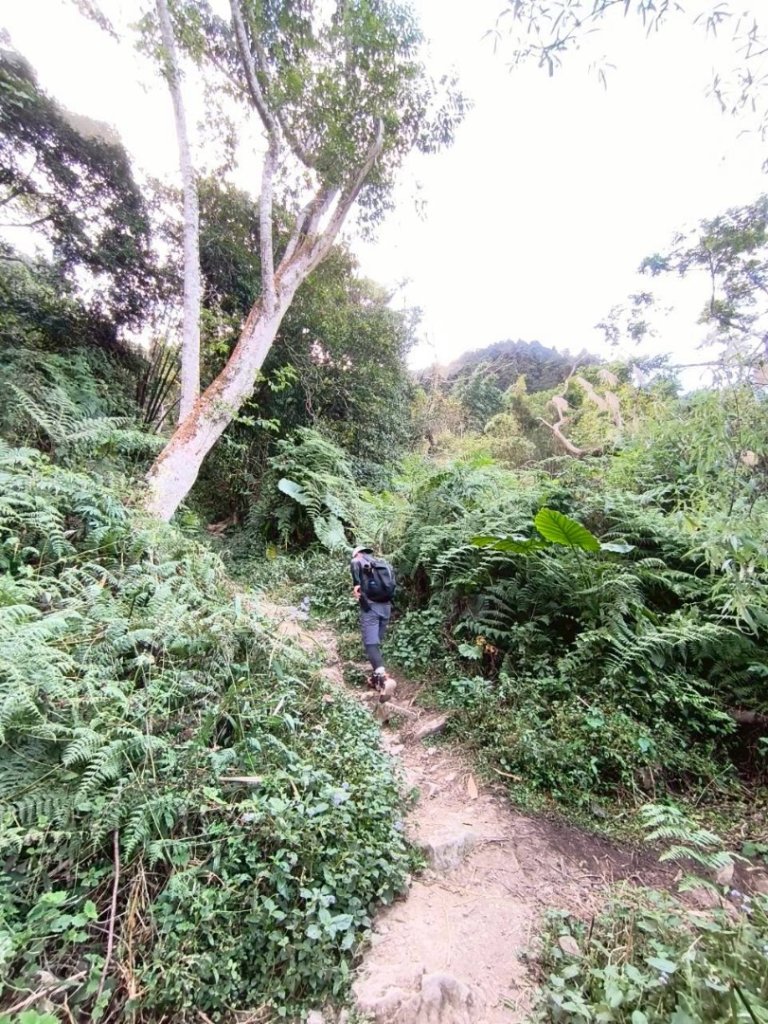 20251218溪頭鳳凰山台寅山上天文台至妖怪村買菜O繞_2965704