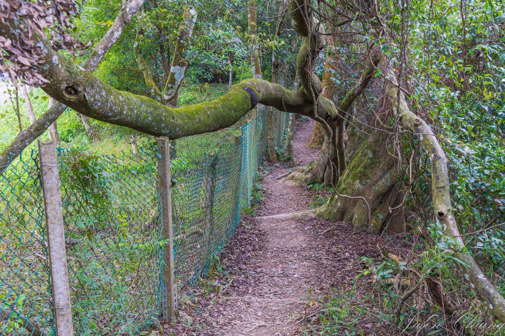 [苗栗]獅頭山_2652906