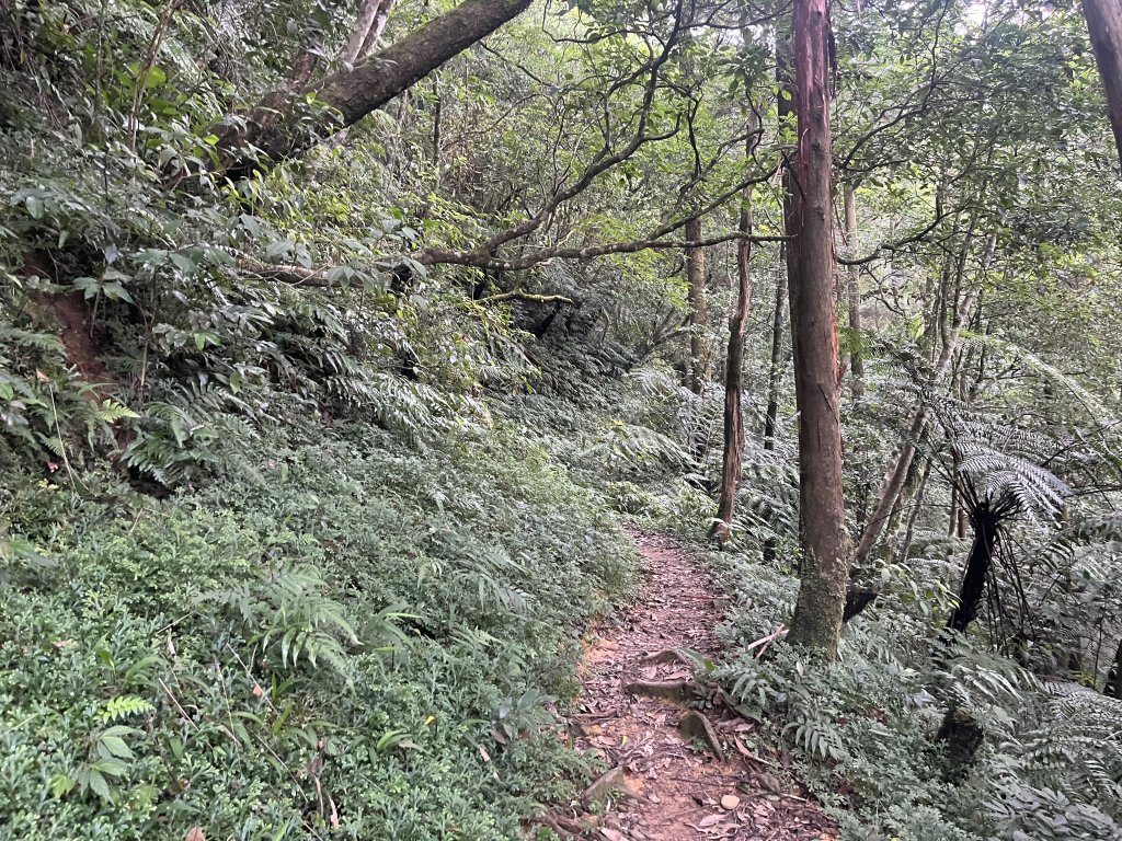 [淡蘭古道] 2024_0623 中路第五段-烏山越嶺古道_2533827