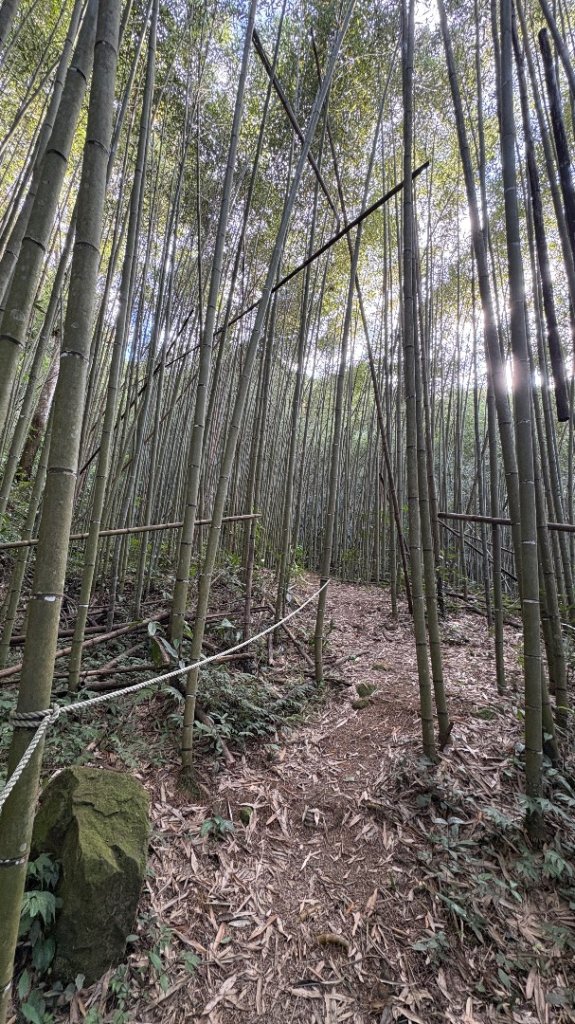 山毛櫸的「最後一舞」_2955416