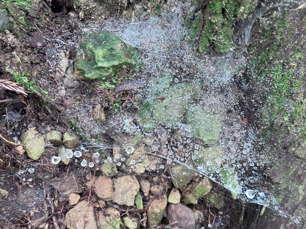 絕美柳杉林民都有山涼爽舒適_2604498