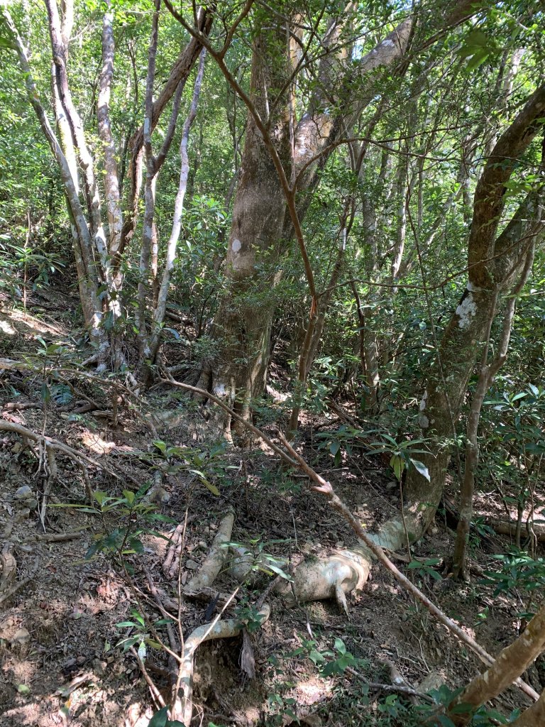 20250130屏東北湖呂山-古華山_2705916