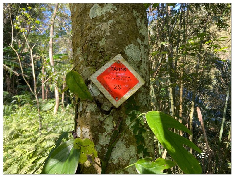 草嶺山、白石山、頭寮山 六連峰 O型路線_2798626