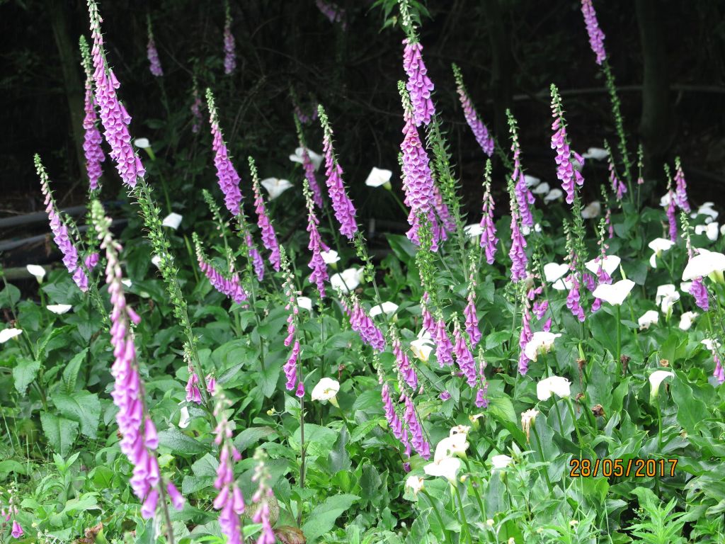 南山村及福壽山魯冰花海_135348