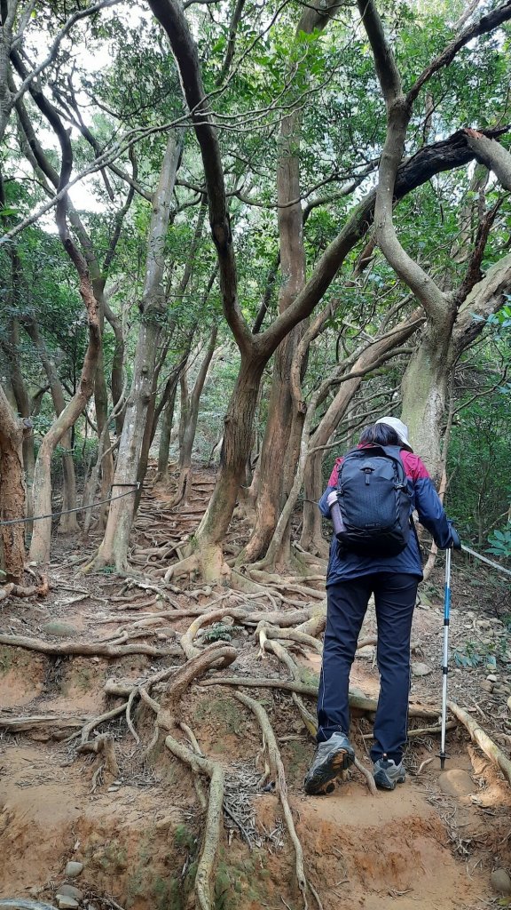 《新竹》古道巡禮｜觀日坪古道飛鳳山步道O型及關西東安古橋20211114_1514480