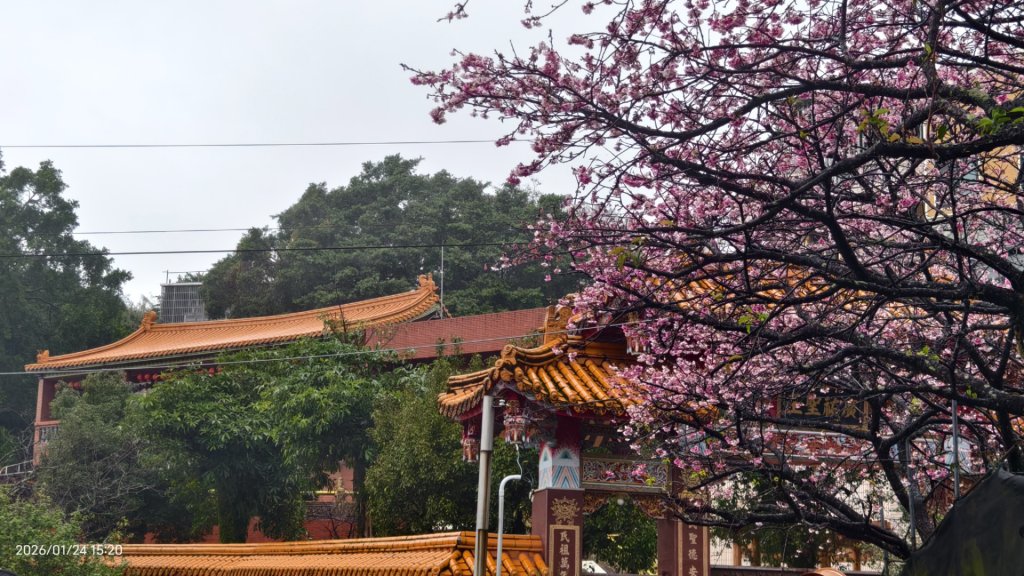 #平菁街 #鵝尾山梯田 #廣佑聖王廟 #寒櫻巷 #夕陽 1/24&25_2987093