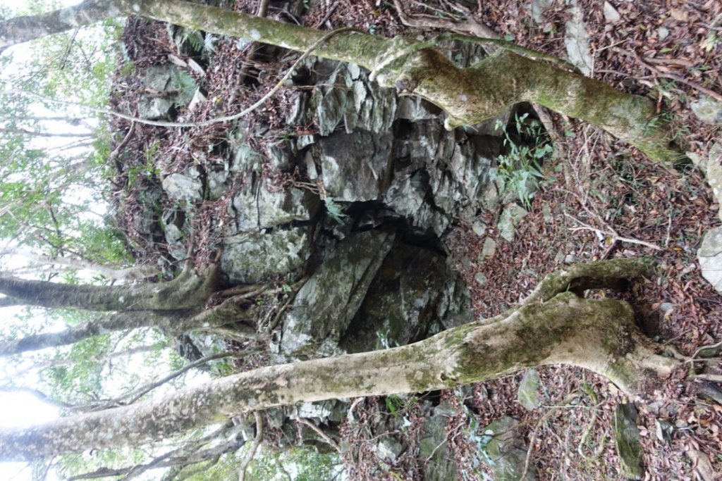 小鬼湖林道上亞泥迪山_1276984