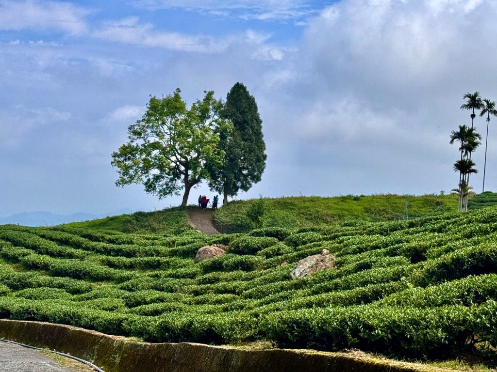鳳凰谷步道走凍頂麒麟山_2770434