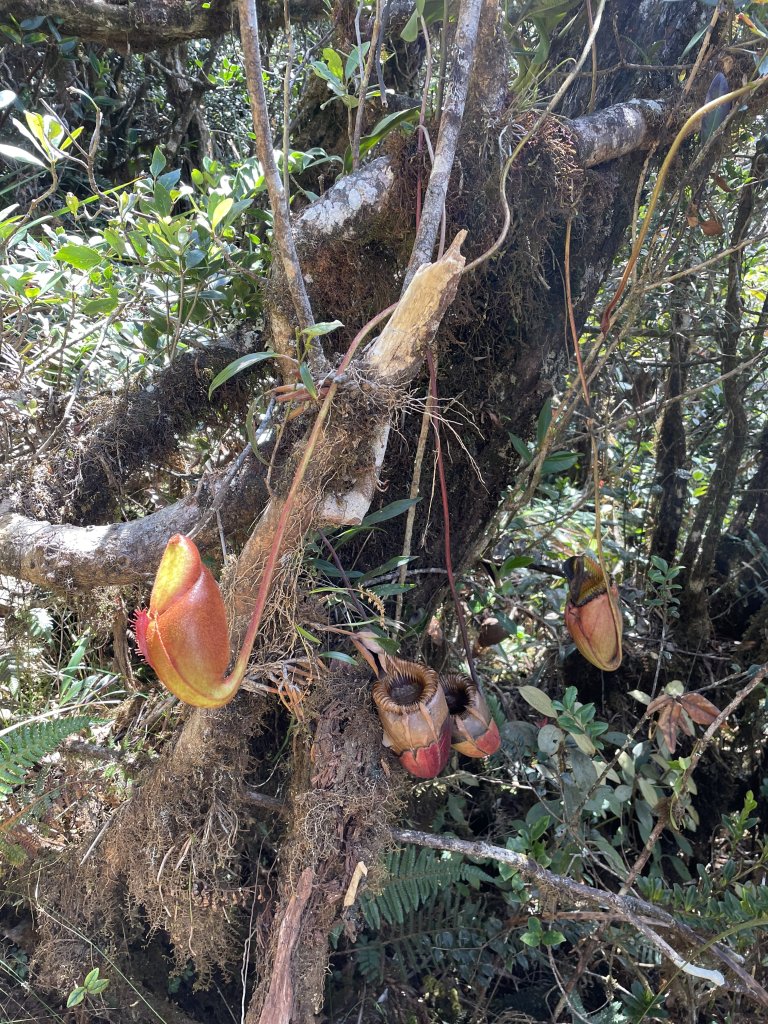 馬來西亞神山：日出、大景、豬籠草 Malaysia's Kinabalu_2997533