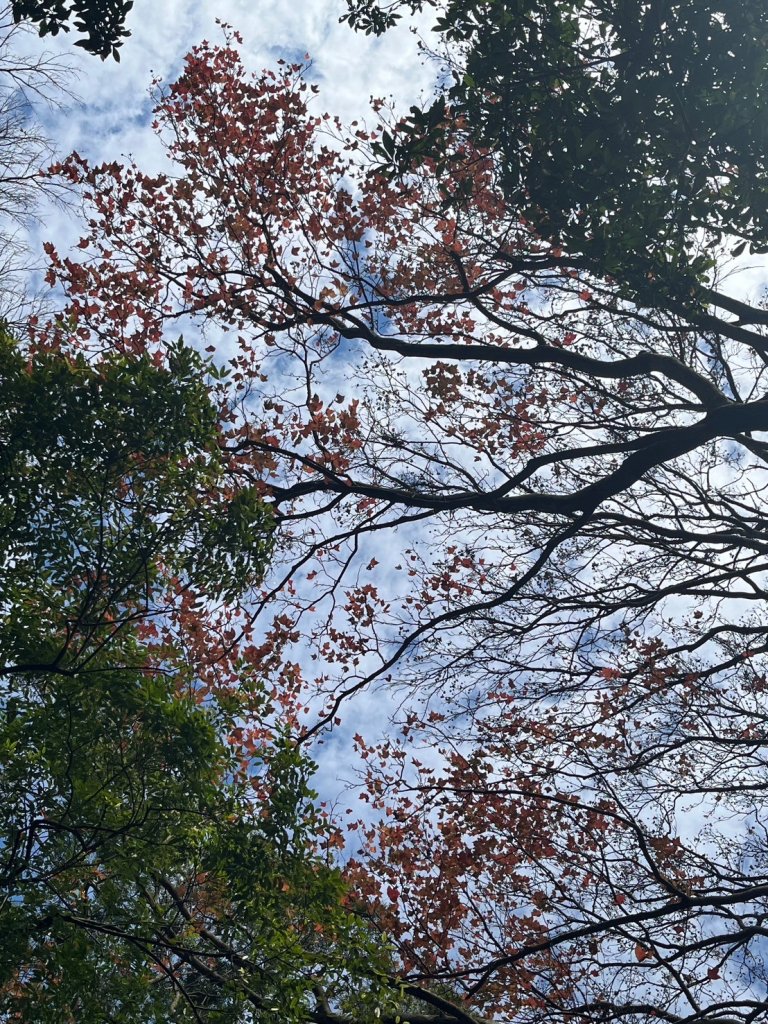 幸福五感森林癒_2694380