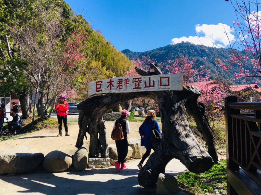 1090225司馬庫斯櫻花&巨木群步道_857263