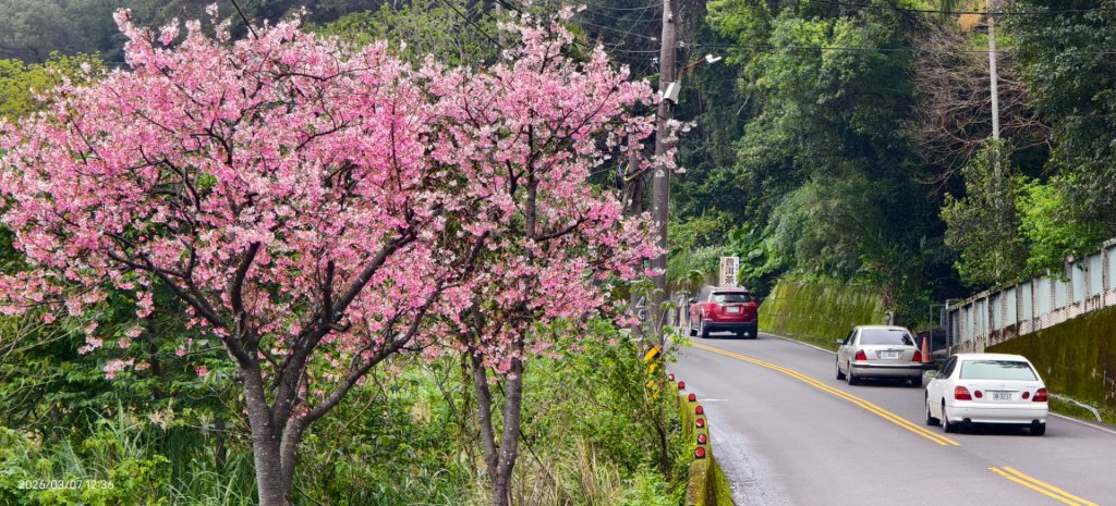 追花是簡單的快樂，賞花是恬淡的幸褔 3/2&7封面圖
