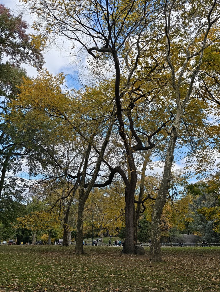 [紐約馬之行-10] 2025_1101 紐約中央公園_2945034